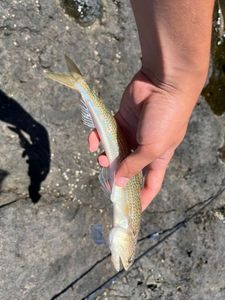Pesce lucertola 