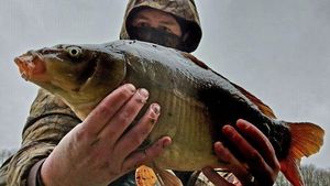Common Carp