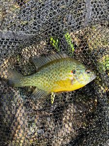Green Sunfish