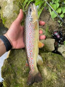 Brown Trout