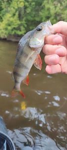 European Perch