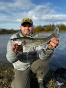 Zander