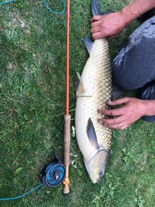 Mirror Carp