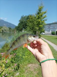 European Perch