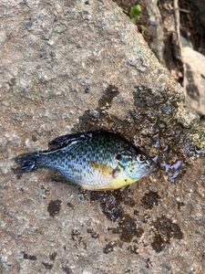 Green Sunfish