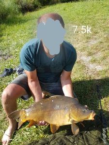 Mirror Carp