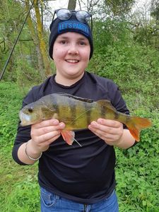 European Perch