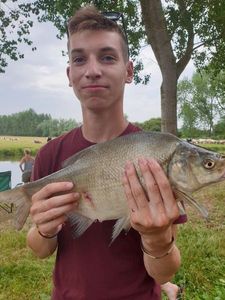 Common Bream