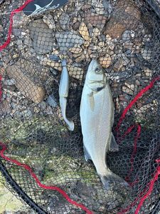 European Bass (Seabass)