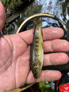 Brown Trout