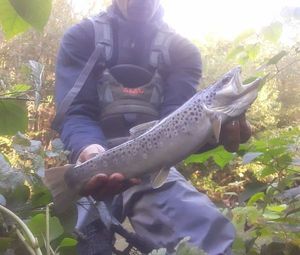 Brown Trout