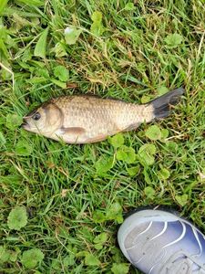 Crucian Carp