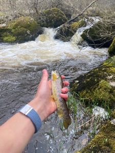 Brown Trout
