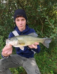 Largemouth Bass