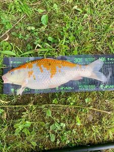 Koï Fish