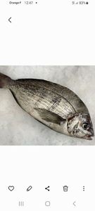 Black Seabream