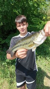 Largemouth Bass