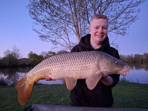 Common Carp