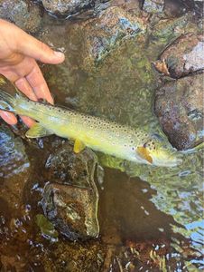 Brown Trout
