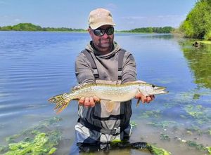 Northern Pike