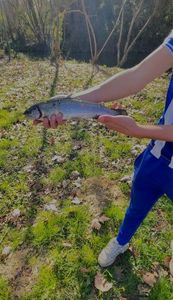 Rainbow Trout