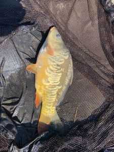 Mirror Carp