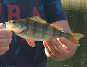 European Perch