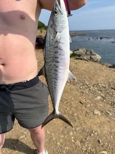 Atlantic Bonito