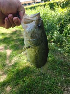 Largemouth Bass
