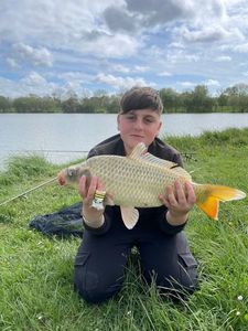 Common Carp