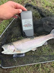 Rainbow Trout
