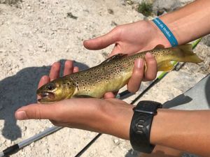 Brown Trout