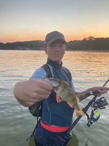 European Perch