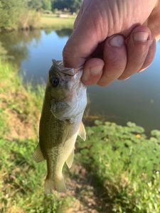 Largemouth Bass