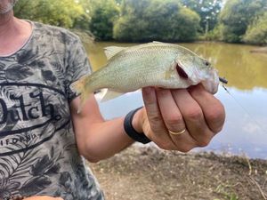Largemouth Bass