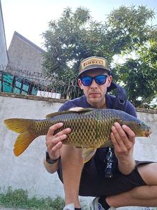 Common Carp
