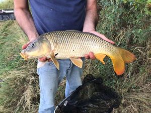 Common Carp