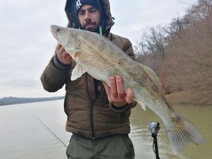 Zander
