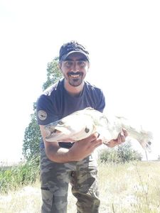 Zander