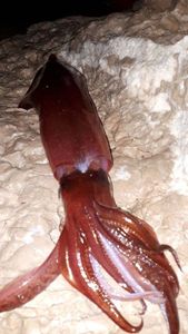 European Squid