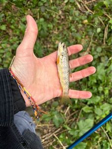 Brown Trout