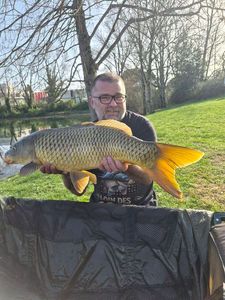 Common Carp