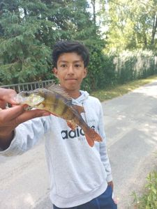 European Perch