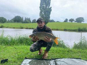 Common Carp