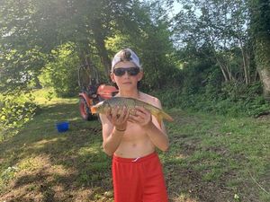 Common Carp