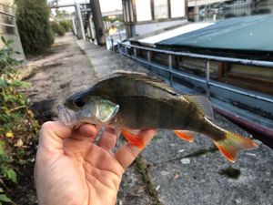 European Perch
