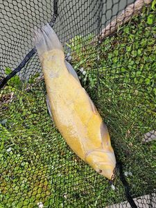 Tench