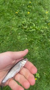 Roach