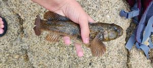 Abrupt Wedge Shell
