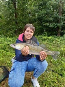 Zander